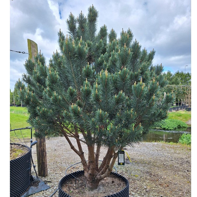 Pinus sylvestris 'Watereri'