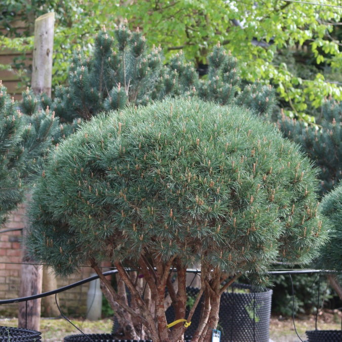 Pinus sylvestris 'Watereri'
