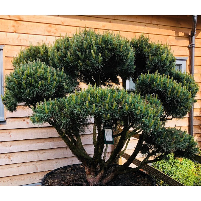 Pinus sylvestris 'Watereri'