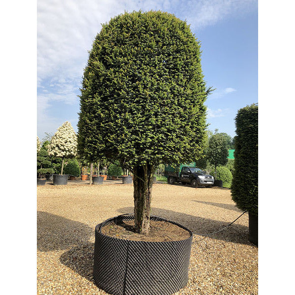 Taxus baccata (Topiary)