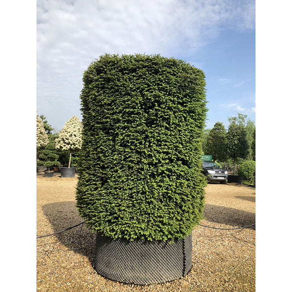 Taxus baccata (Topiary)