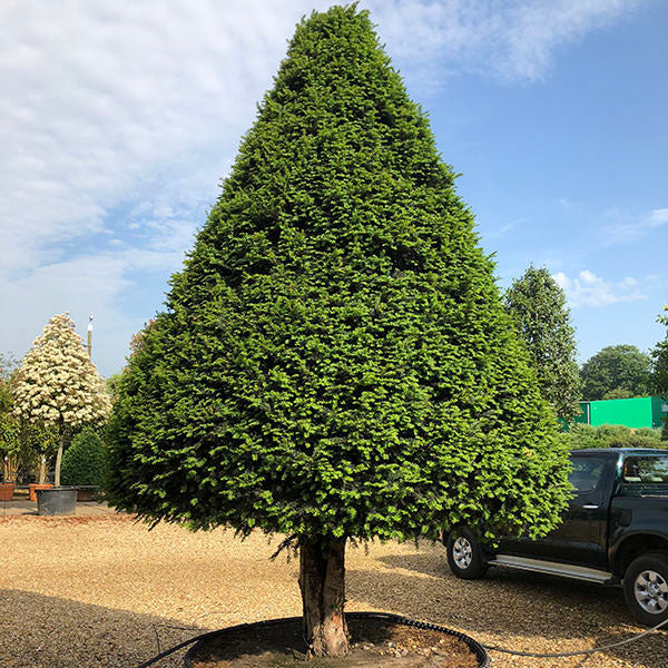 Taxus baccata (Topiary)