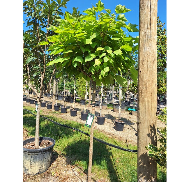 Catalpa bungei