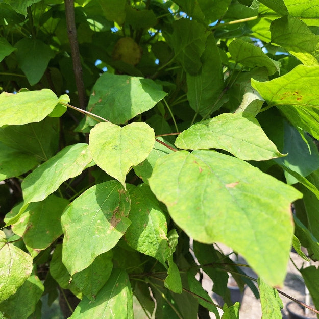 Catalpa bungei