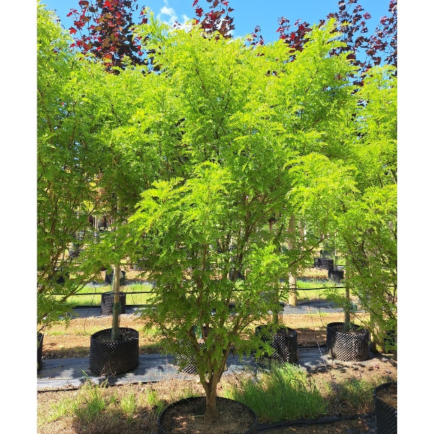 Gleditsia triacanthos 'Elegantissima'