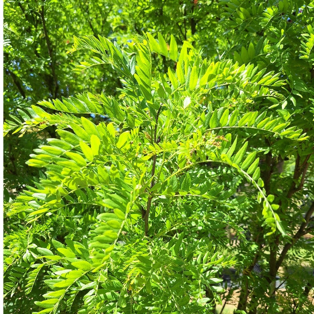 Gleditsia triacanthos 'Elegantissima'