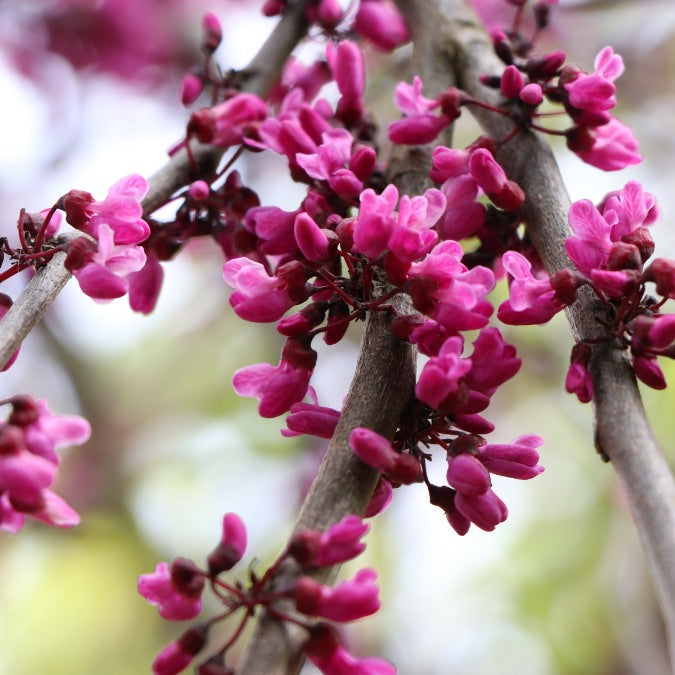 Cercis canadensis 'Ruby Falls'