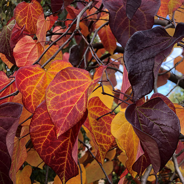 Cercis canadensis 'Ruby Falls'