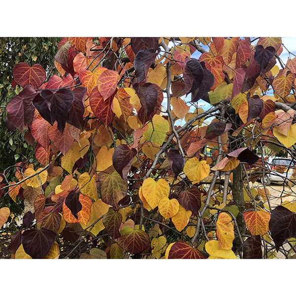Cercis canadensis 'Ruby Falls'