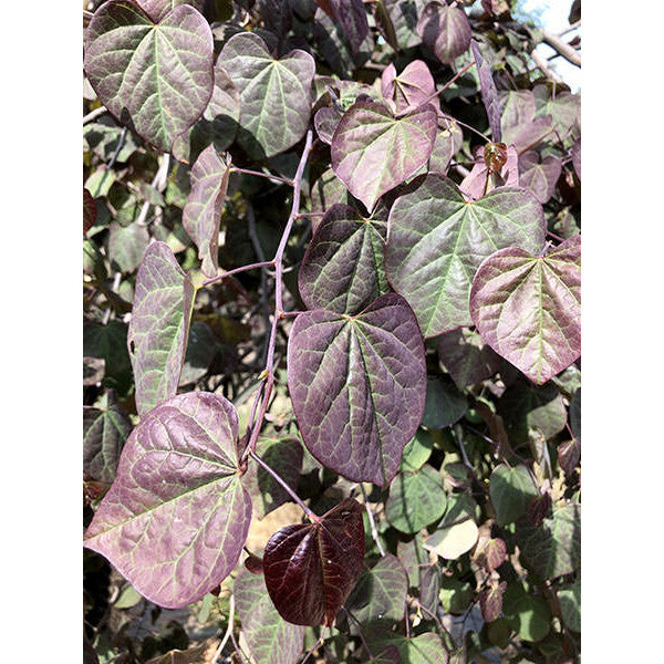 Cercis canadensis 'Ruby Falls'