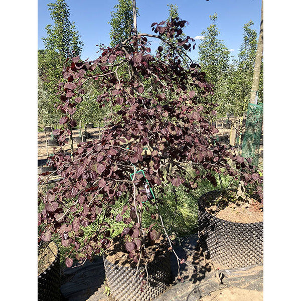 Cercis canadensis 'Ruby Falls'