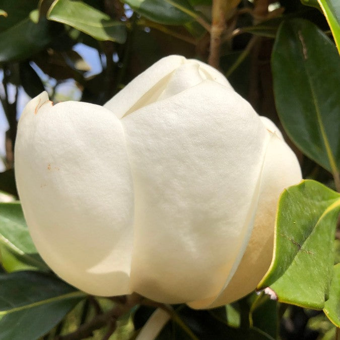 Magnolia grandiflora 'Little Gem'