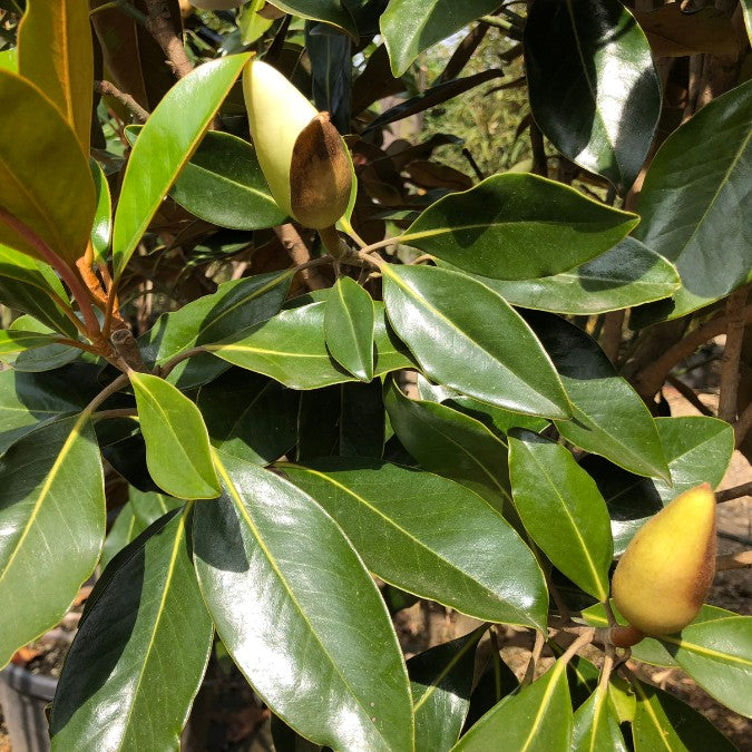 Magnolia grandiflora 'Little Gem'