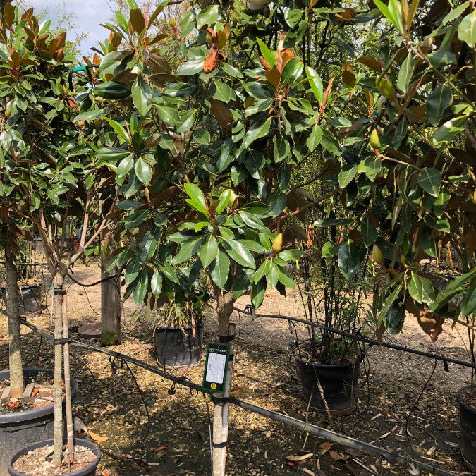 Magnolia grandiflora 'Little Gem'