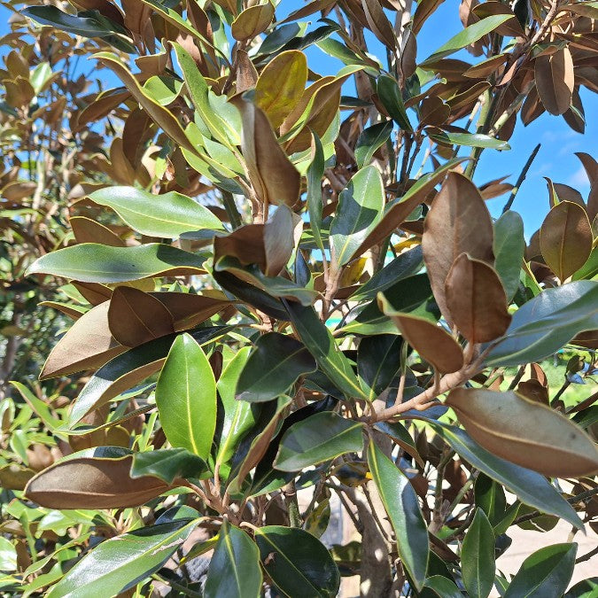 Magnolia grandiflora 'Little Gem'