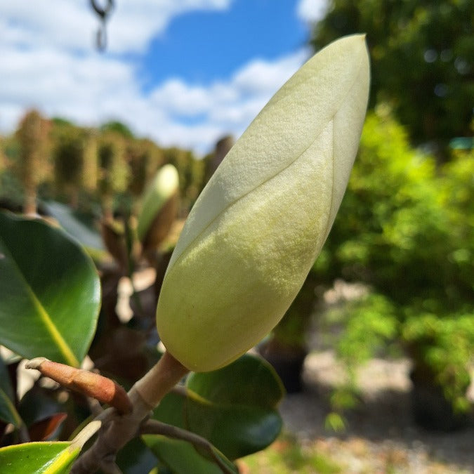 Magnolia grandiflora 'Little Gem'