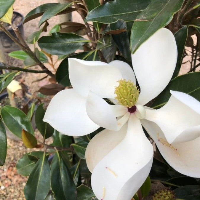 Magnolia grandiflora 'Little Gem'