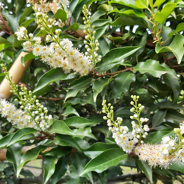 Prunus lusitanica (Topiary)