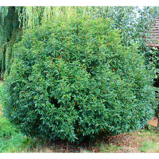 Prunus lusitanica (Topiary)