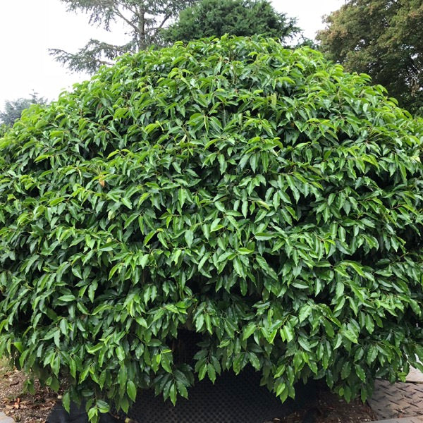 Prunus lusitanica (Topiary)
