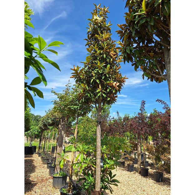 Magnolia grandiflora ALTA® 'TMGH'