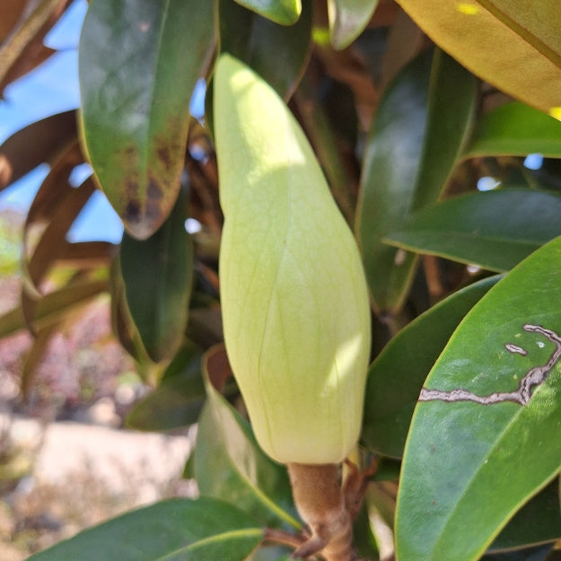 Magnolia grandiflora ALTA® 'TMGH'