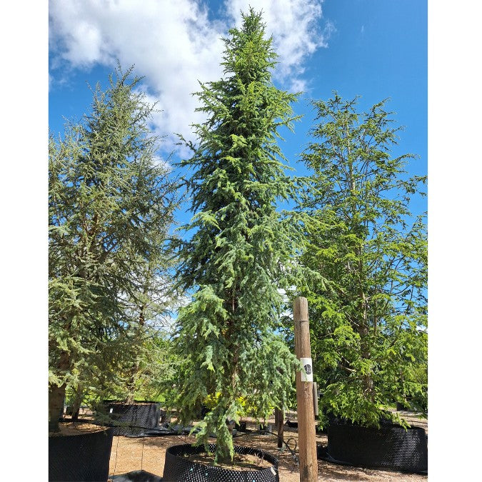 Cedrus atlantica 'Fastigiata'