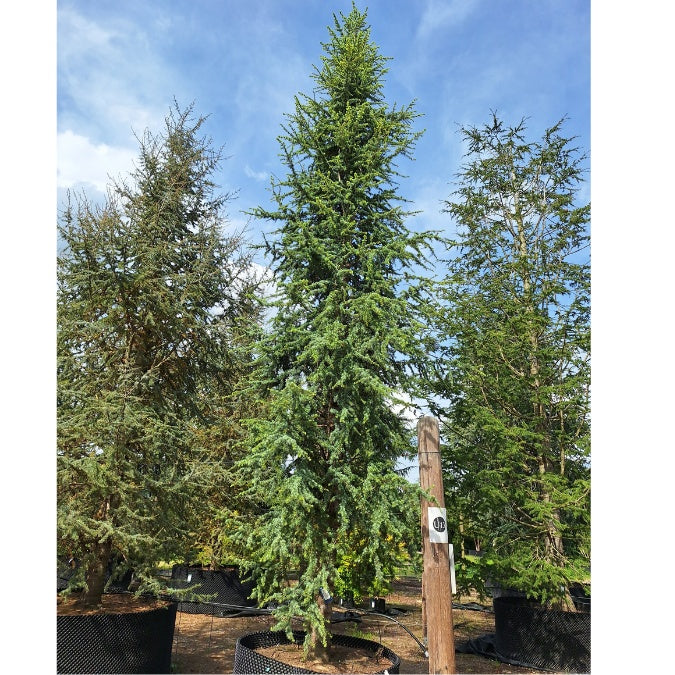 Cedrus atlantica 'Fastigiata'