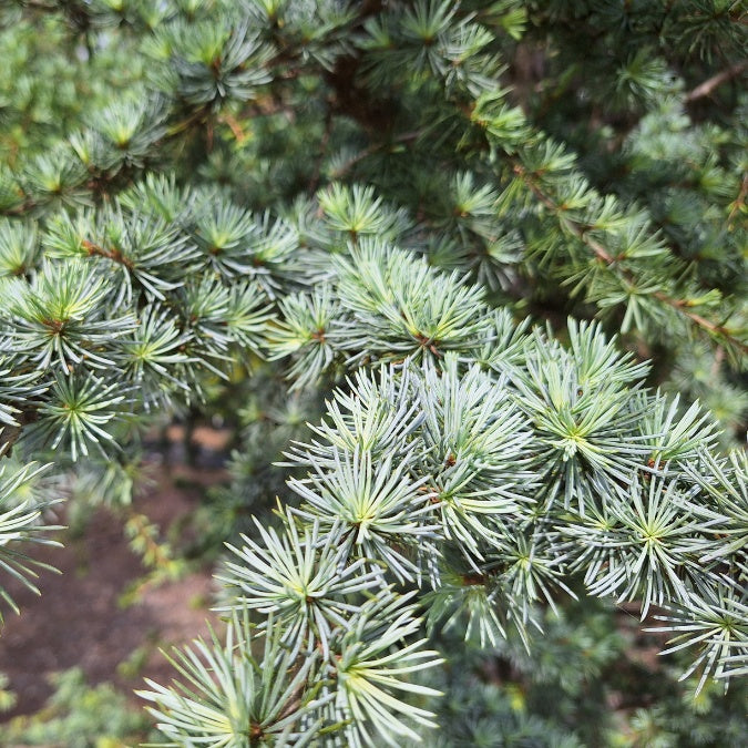 Cedrus atlantica 'Fastigiata'