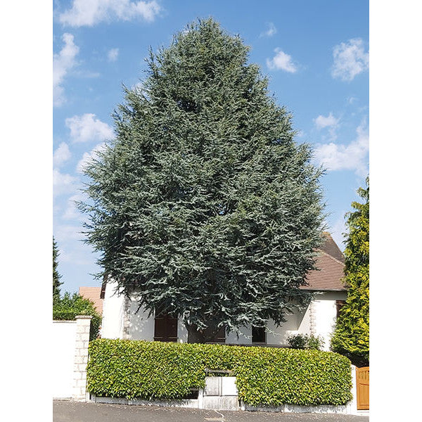 Cedrus atlantica 'Fastigiata'