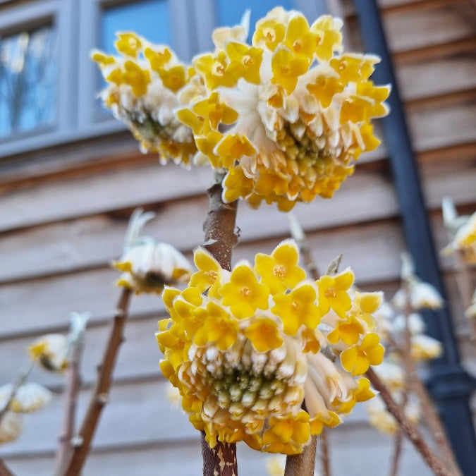 Edgeworthia chrysantha