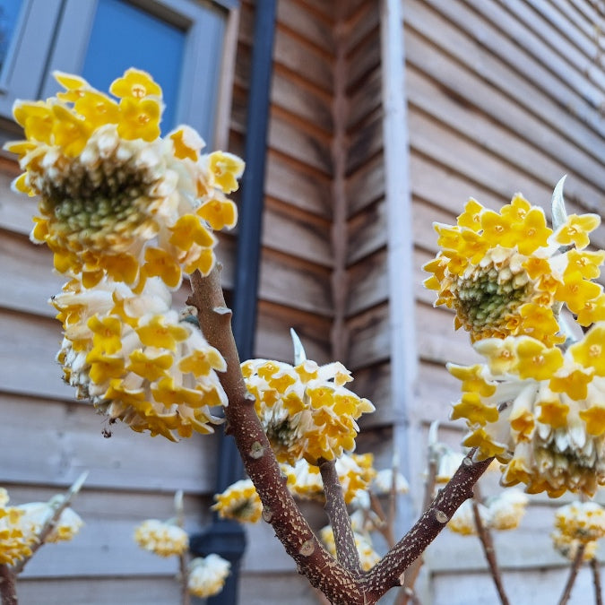 Edgeworthia chrysantha