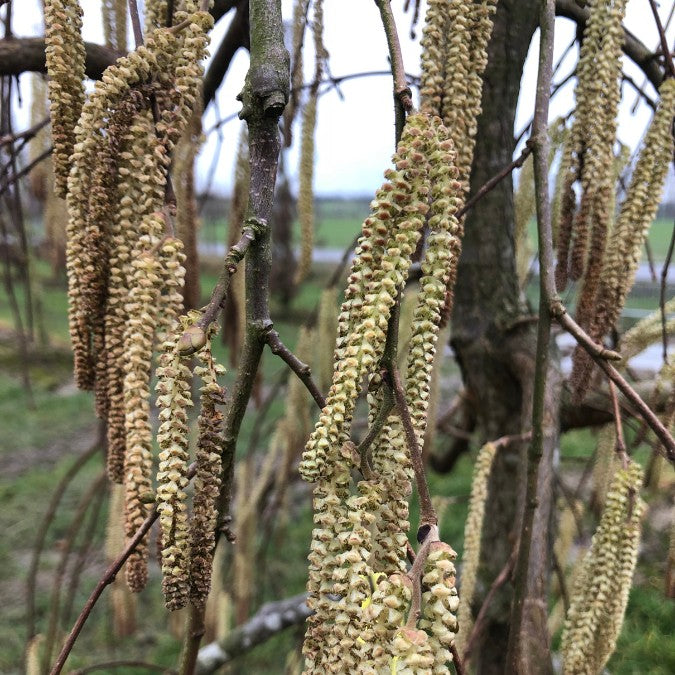 Corylus avellana 'Pendula'