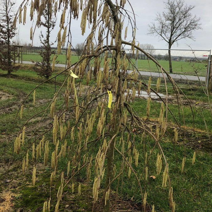 Corylus avellana 'Pendula'