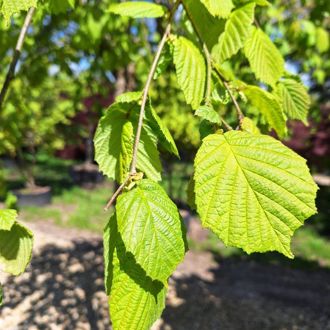 Corylus avellana 'Pendula'