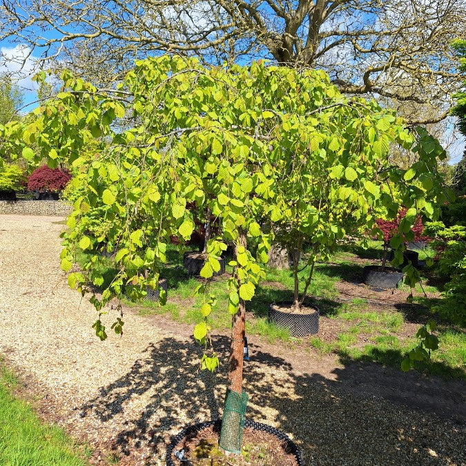Corylus avellana 'Pendula'