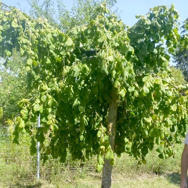 Corylus avellana 'Pendula'