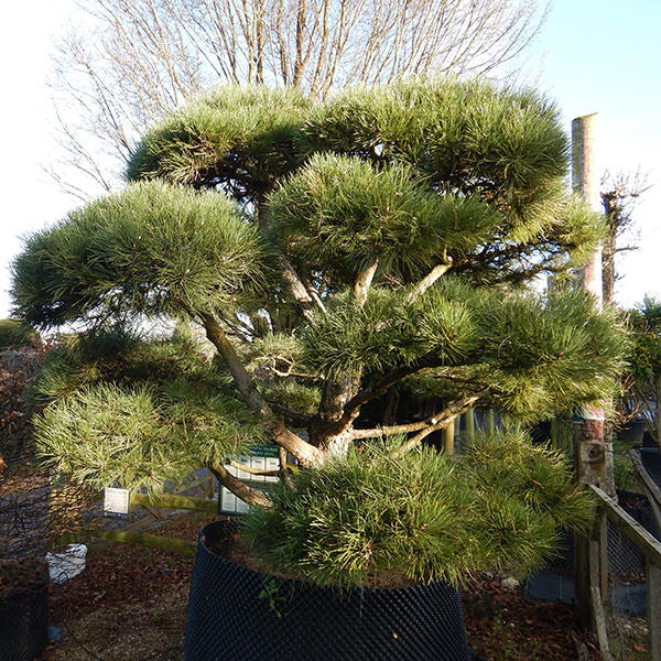 Pinus sylvestris (Topiary)