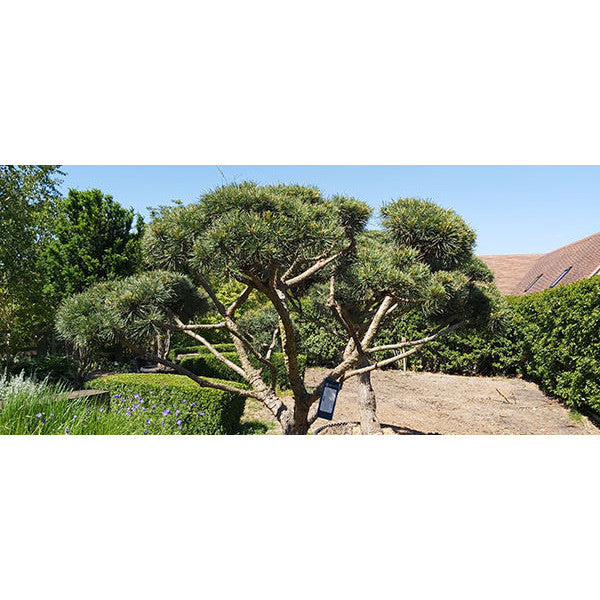 Pinus sylvestris (Topiary)