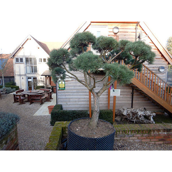Pinus sylvestris (Topiary)