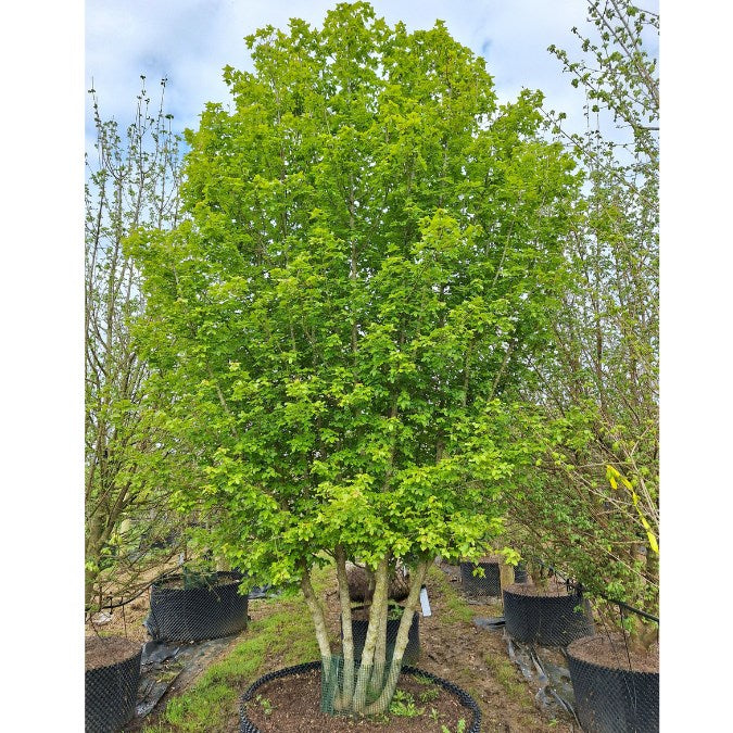 Acer monspessulanum