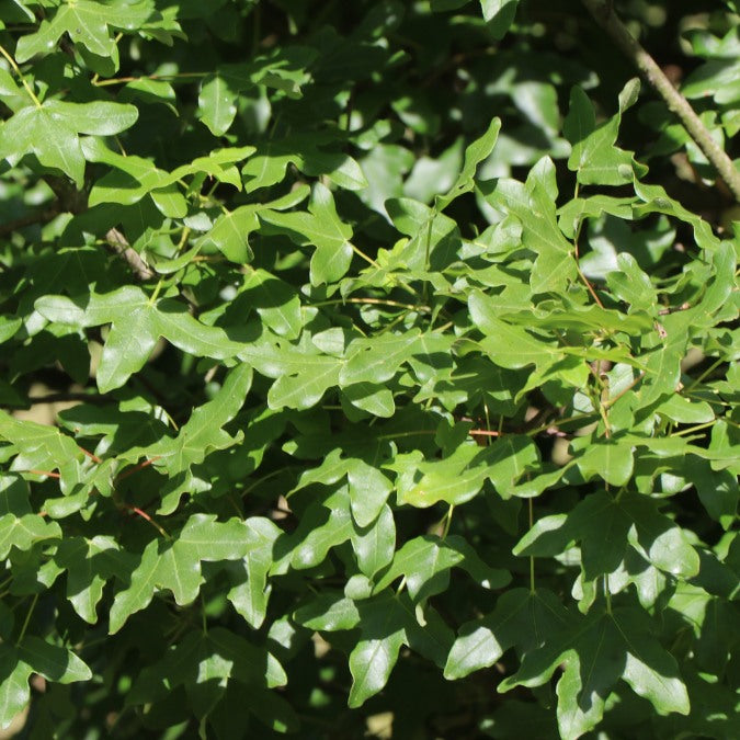 Acer monspessulanum
