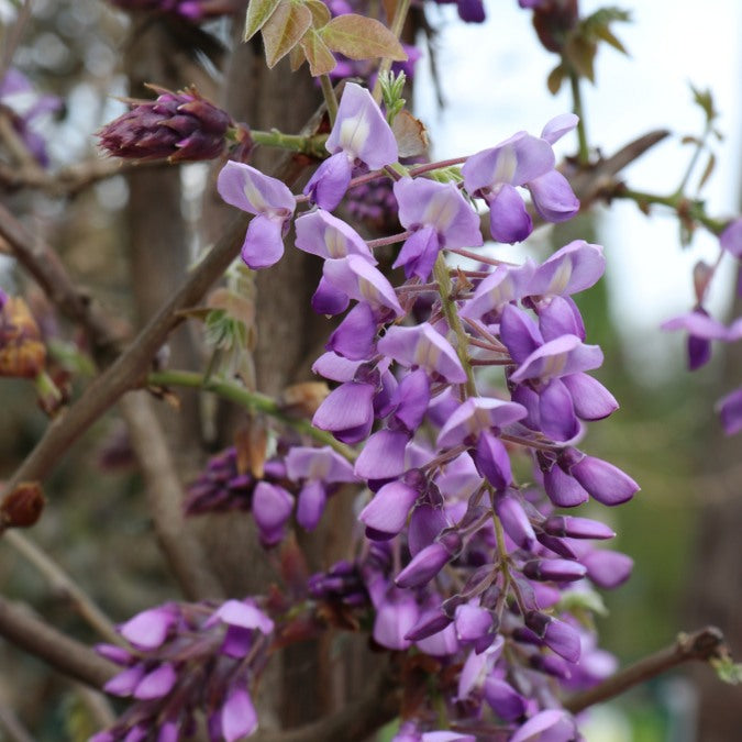 Wisteria brachybotrys 'Iko yama fuji'