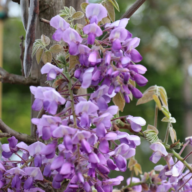 Wisteria brachybotrys 'Iko yama fuji'