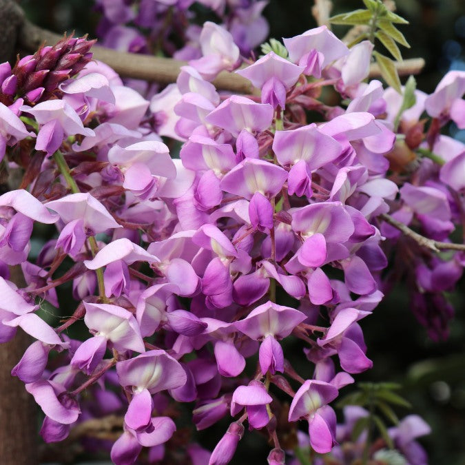 Wisteria brachybotrys 'Iko yama fuji'