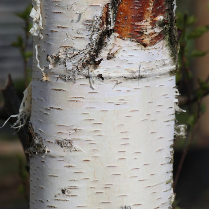 Betula pendula 'Obelisk'