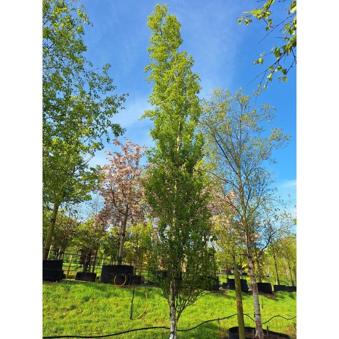Betula pendula 'Obelisk'