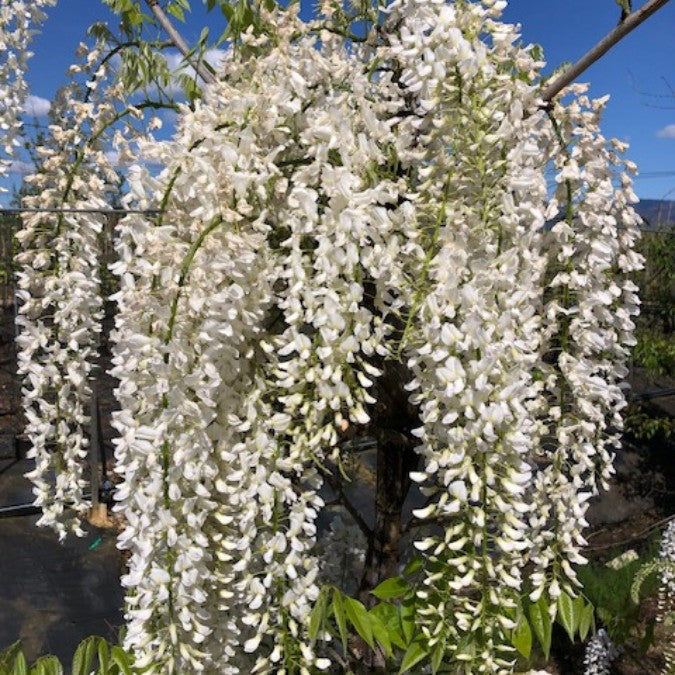 Wisteria floribunda 'Alba'