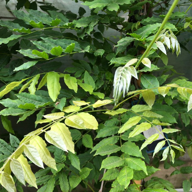 Wisteria floribunda 'Alba'