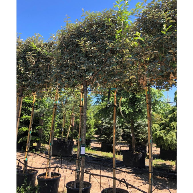 Elaeagnus × ebbingei 'Compacta' (Pleached)